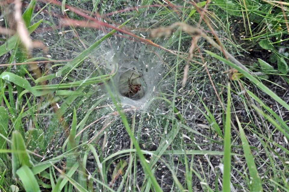 Agelena labyrinthica - illó tölcsérpók