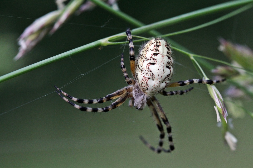 Aculepeira armida - déli fehérsávos-keresztespók