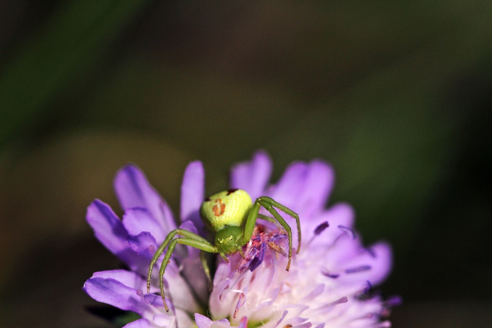 Ebrechtella tricuspidata - alakoskodó karolópók
