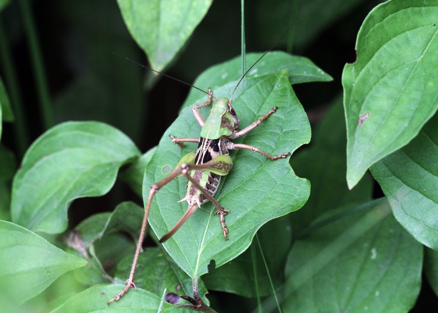 Decticus verrucivorus - szemölcsevő szöcske