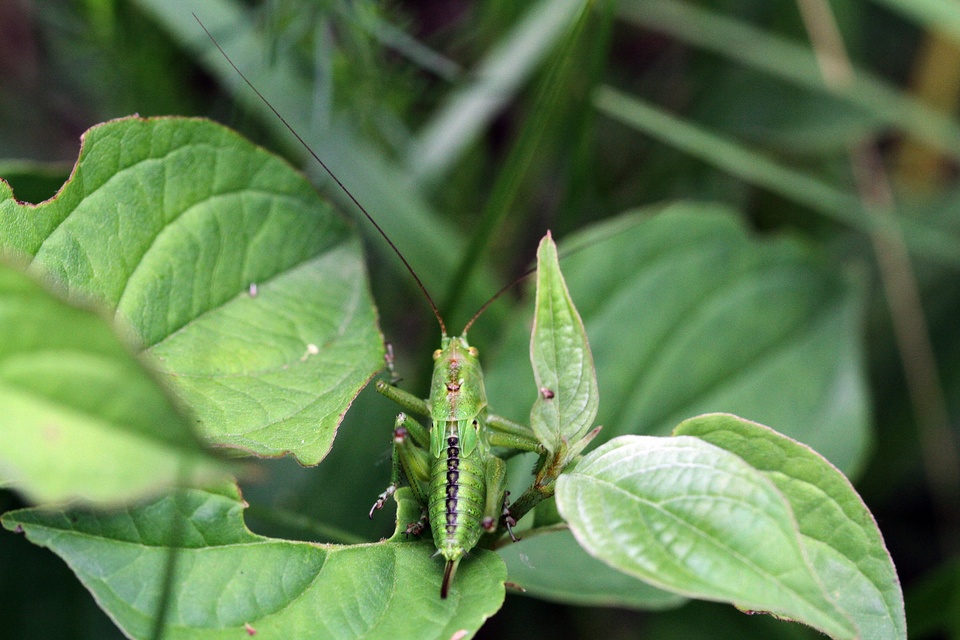 Tettigonia viridissima - zöld lombszöcske