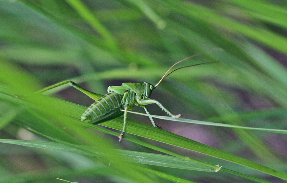Tettigonia viridissima - zöld lombszöcske