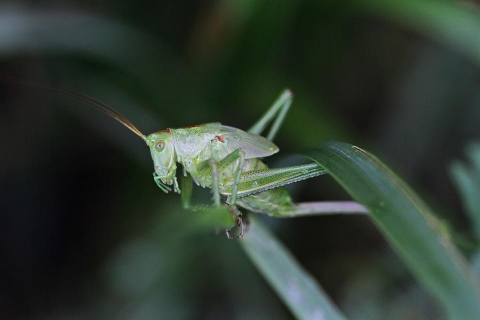 Tettigonia viridissima - zöld lombszöcske