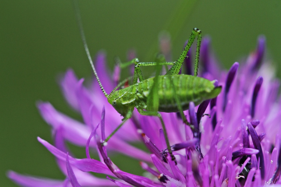 Leptophyes albovittata - közönséges virágszöcske