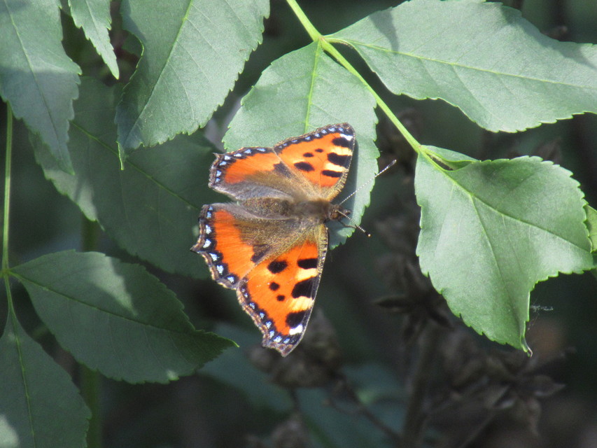 Nymphalis urticae - kis rókalepke