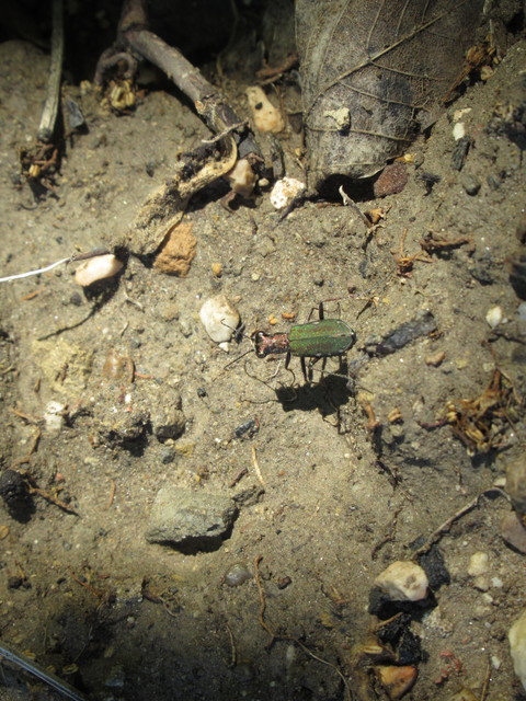 Cylindera germanica - parlagi homokfutrinka