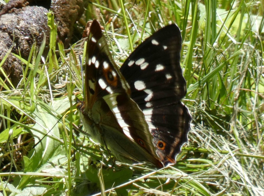 Apatura iris - nagy színjátszólepke