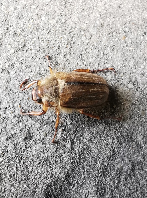 Amphimallon solstitiale - bordás sárgacserebogár