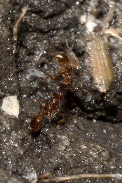 Myrmica rubra - közönséges bütyköshangya