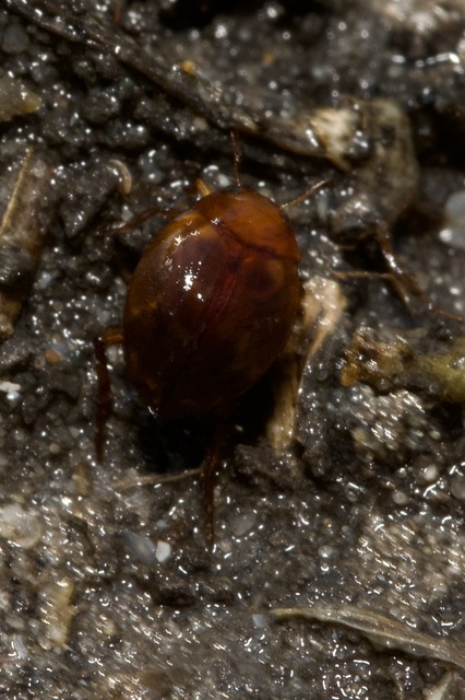 Hyphydrus ovatus - gyakori gömbcsíkbogár