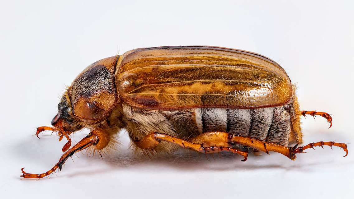 Amphimallon solstitiale - bordás sárgacserebogár