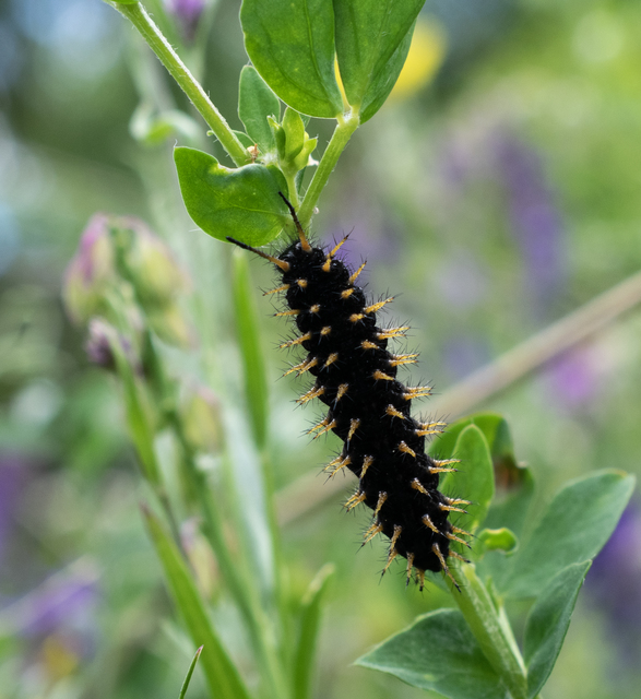 Boloria titania - lilás gyöngyházlepke