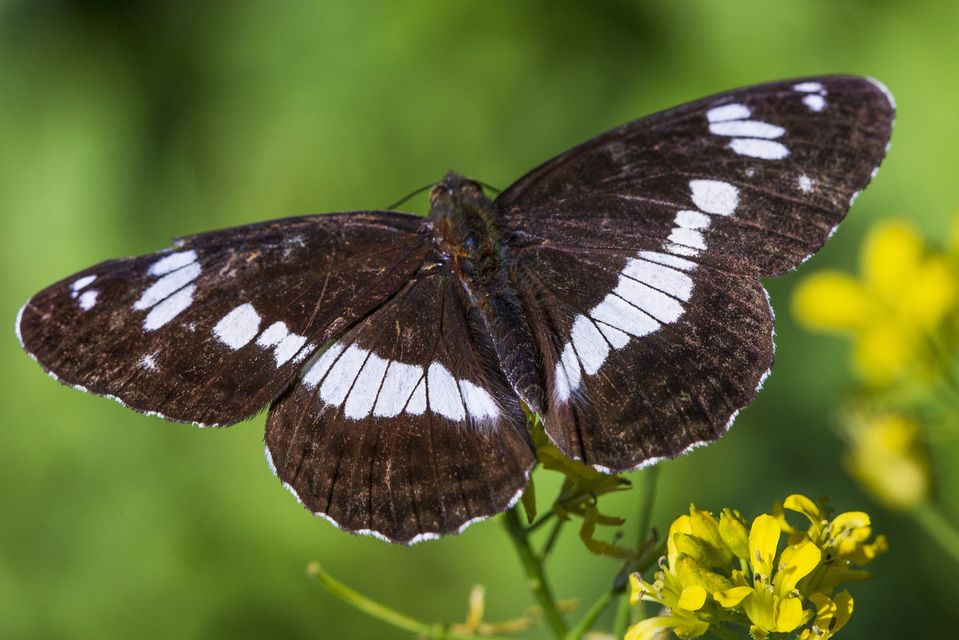 Limenitis camilla - kis lonclepke