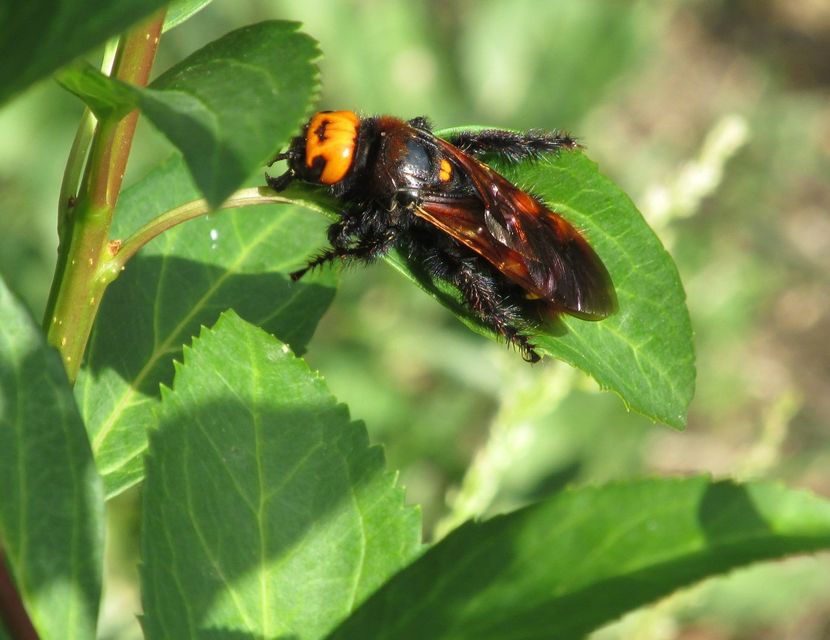 Megascolia maculata - óriás-tőrösdarázs