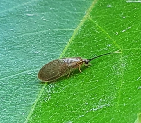 Sisyra terminalis