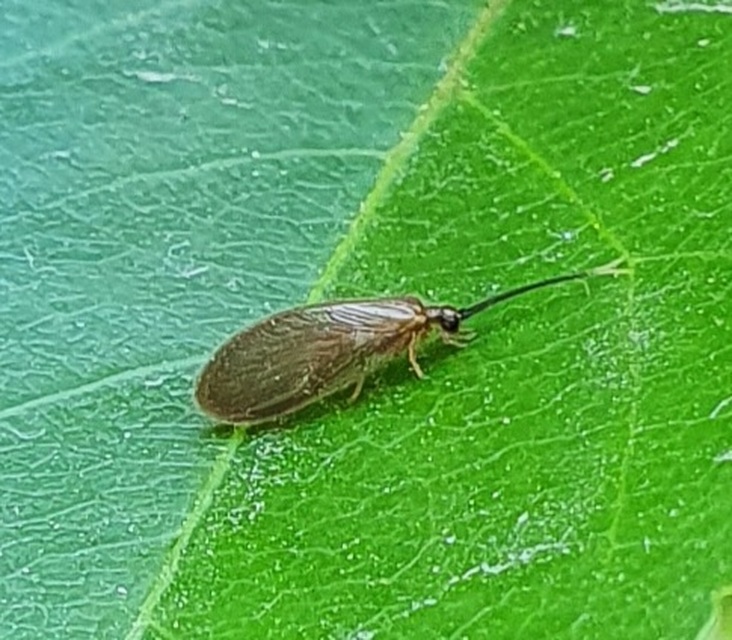 Sisyra terminalis