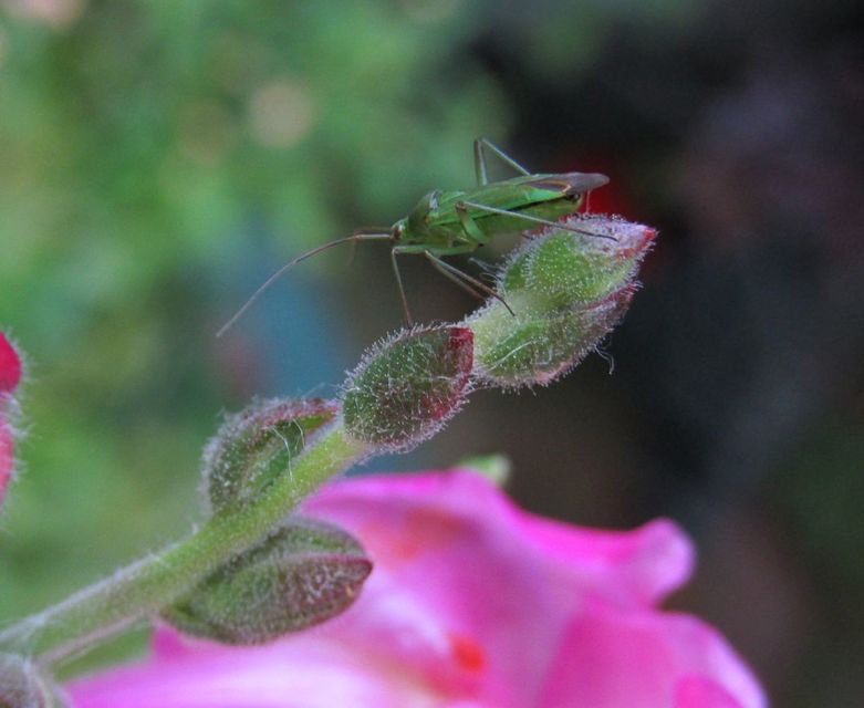 Calocoris affinis