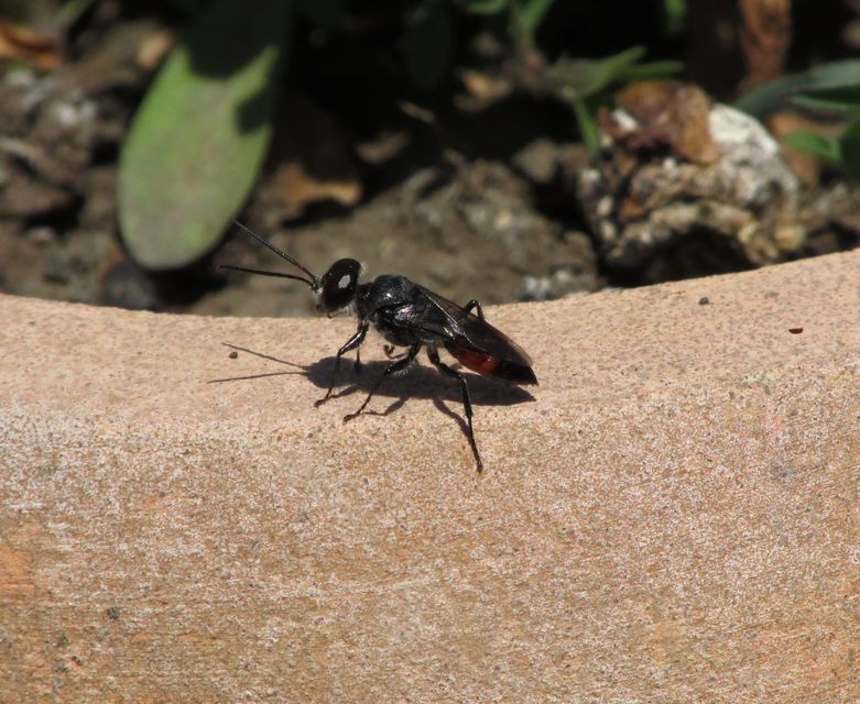 Crabronidae - szitásdarazsak