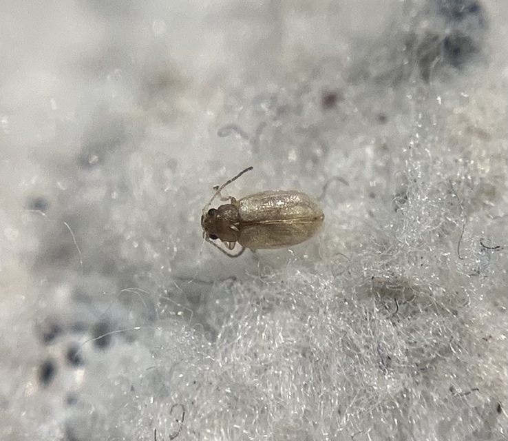Longitarsus reichei