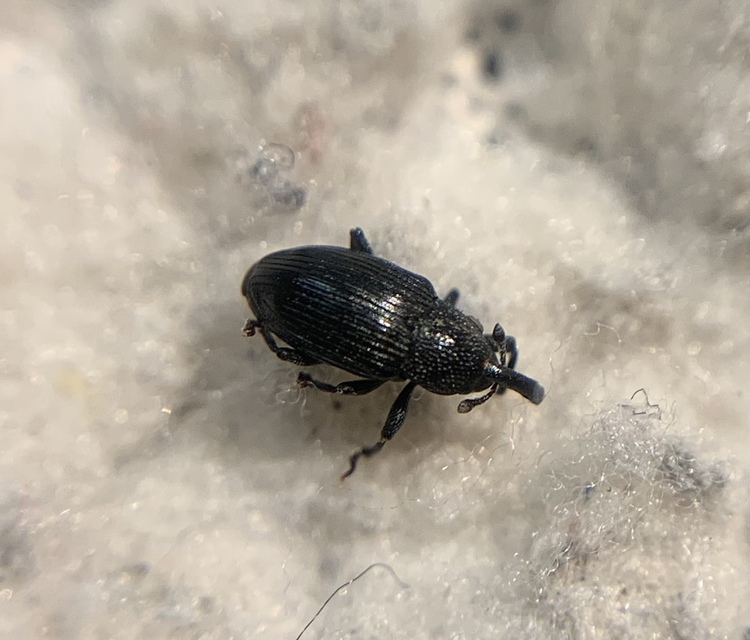 Baris artemisiae - feketeüröm báris