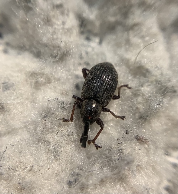 Notaris acridulus - közönséges sásormányos