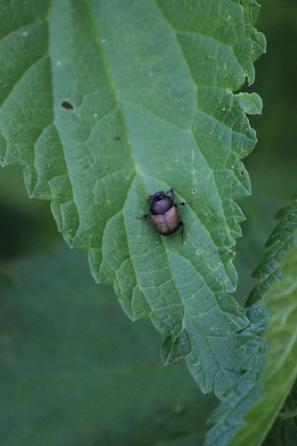 Onthophagus coenobita - rezes trágyatúró