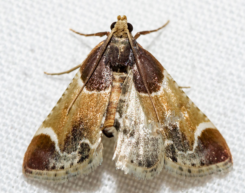 Pyralis farinalis - lisztilonca