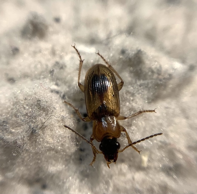 Stenolophus discophorus - kisfoltos turzásfutó