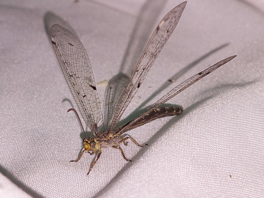 Distoleon tetragrammicus - négyfoltos hangyaleső