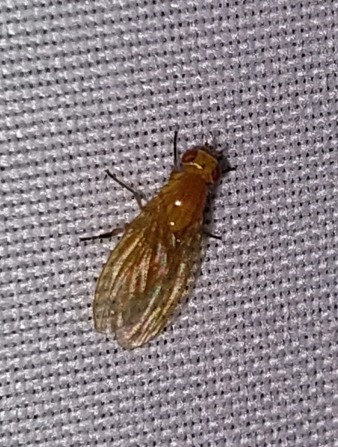 Lauxaniidae - pudvalegyek