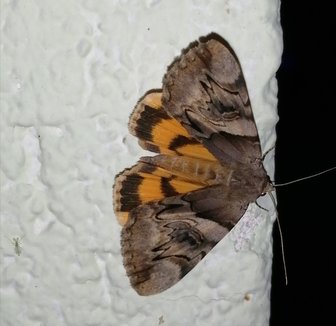 Catocala fulminea - galagonya-övesbagoly