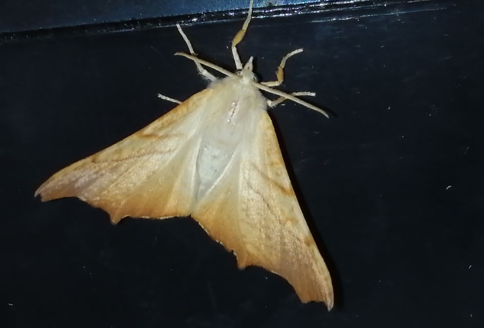 Ennomos fuscantaria - kőris-levélaraszoló