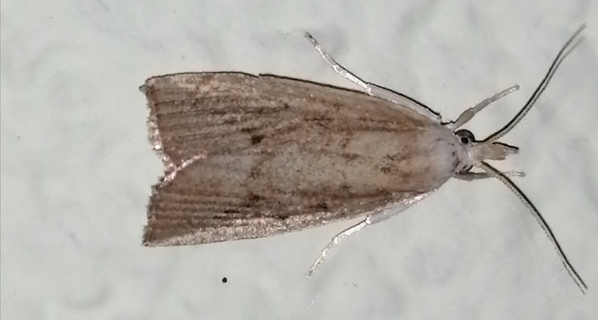 Calamotropha paludella - barna nádlevélmoly