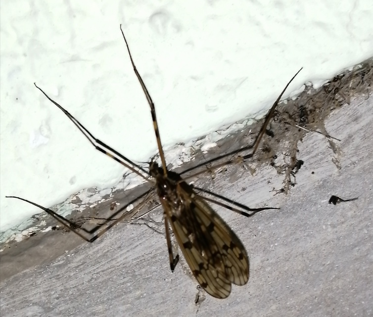 Metalimnobia quadrimaculata