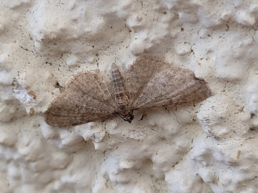 Eupithecia haworthiata - rozsdástestű törpearaszoló