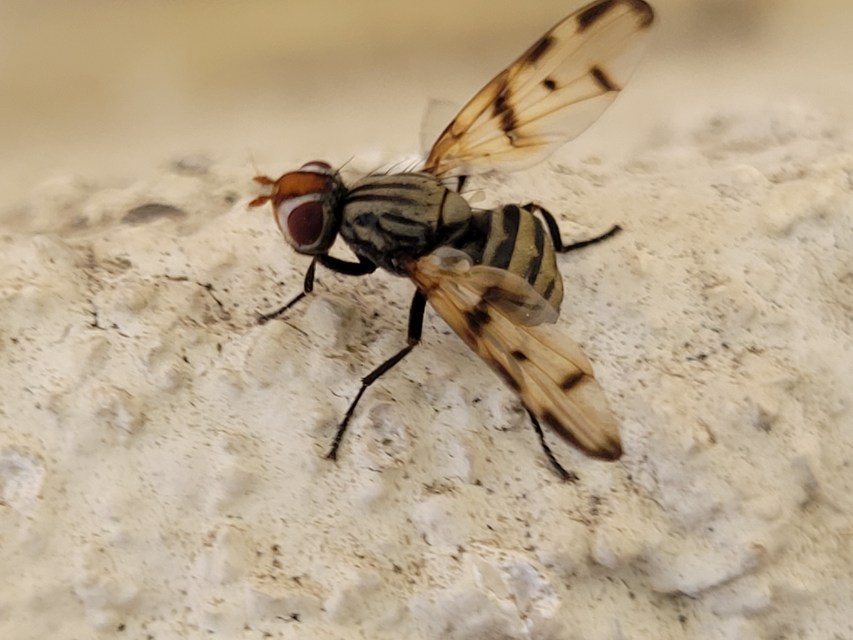 Otites formosa