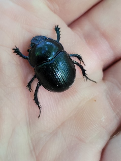 Anoplotrupes stercorosus - erdei álganéjtúró
