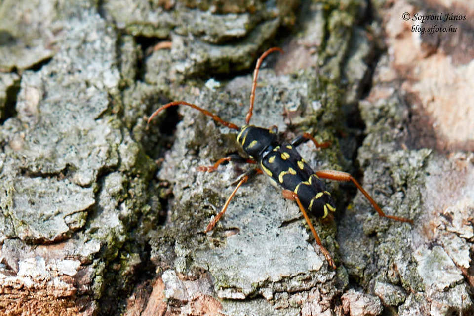 Plagionotus arcuatus - bársonyos darázscincér