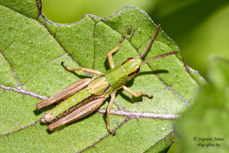 Pseudochorthippus parallelus - közönséges rétisáska