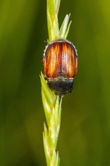 Anisoplia tempestiva - gabonaszipoly