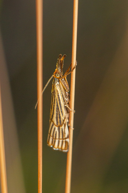 Chrysocramboides craterella - rácsos fűgyökérmoly