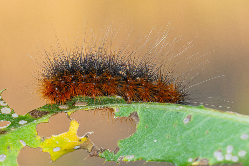Arctia caja - közönséges medvelepke