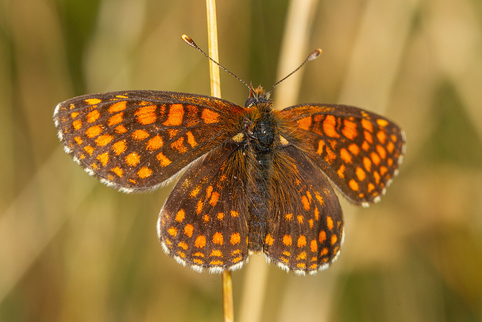 Melitaea aurelia - recés tarkalepke