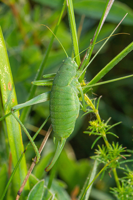 Polysarcus denticauda - fogasfarkú szöcske