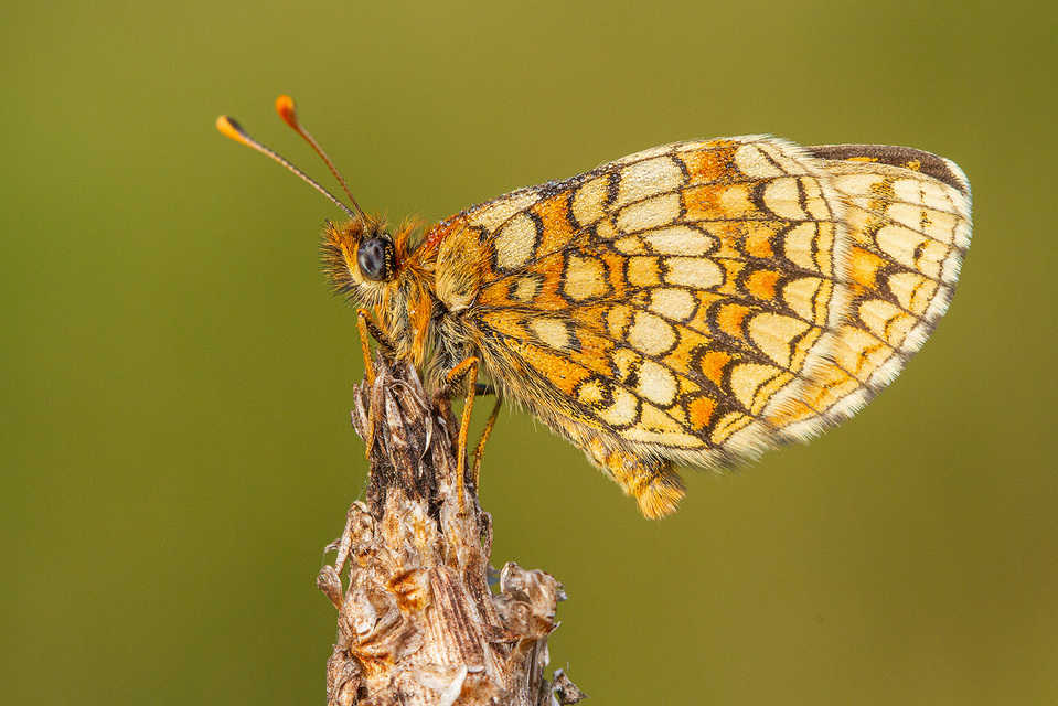 Melitaea aurelia - recés tarkalepke