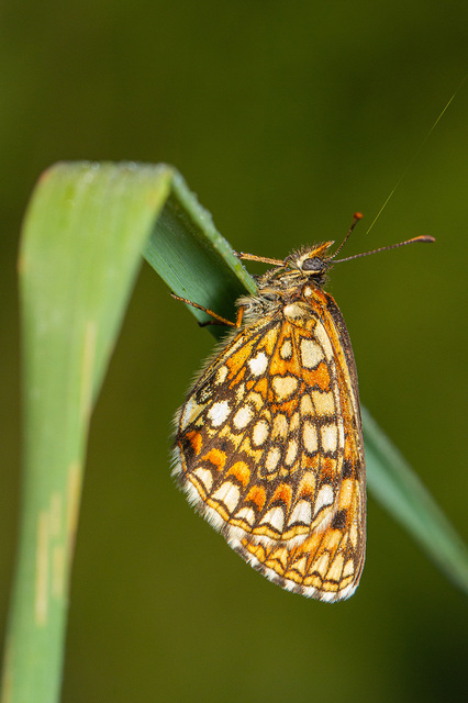 Melitaea aurelia - recés tarkalepke