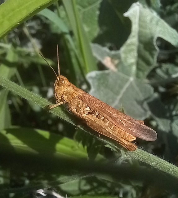 Chorthippus brunneus - közönséges tarlósáska