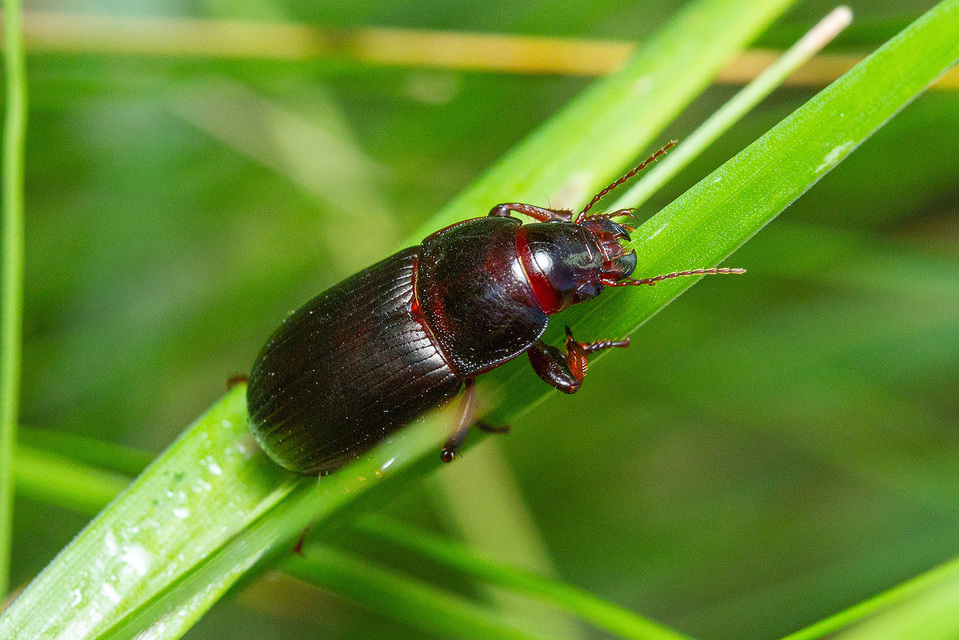 Zabrus tenebrioides - gabonafutó