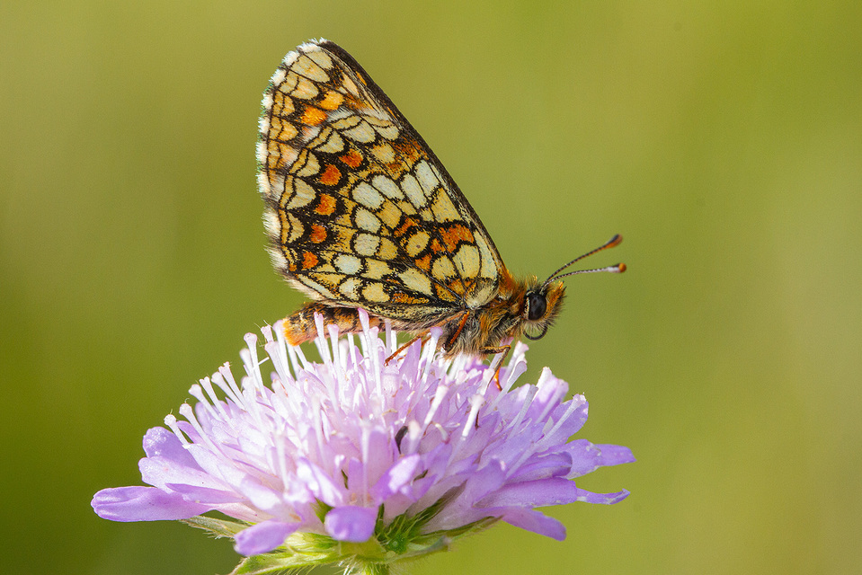 Melitaea aurelia - recés tarkalepke