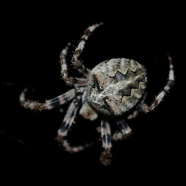 Araneus circe/angulatus